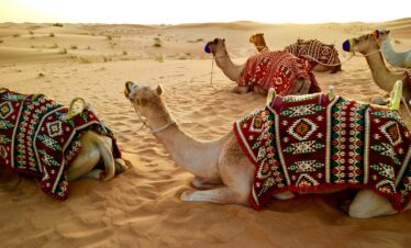 herd of camel sitting on desert sand