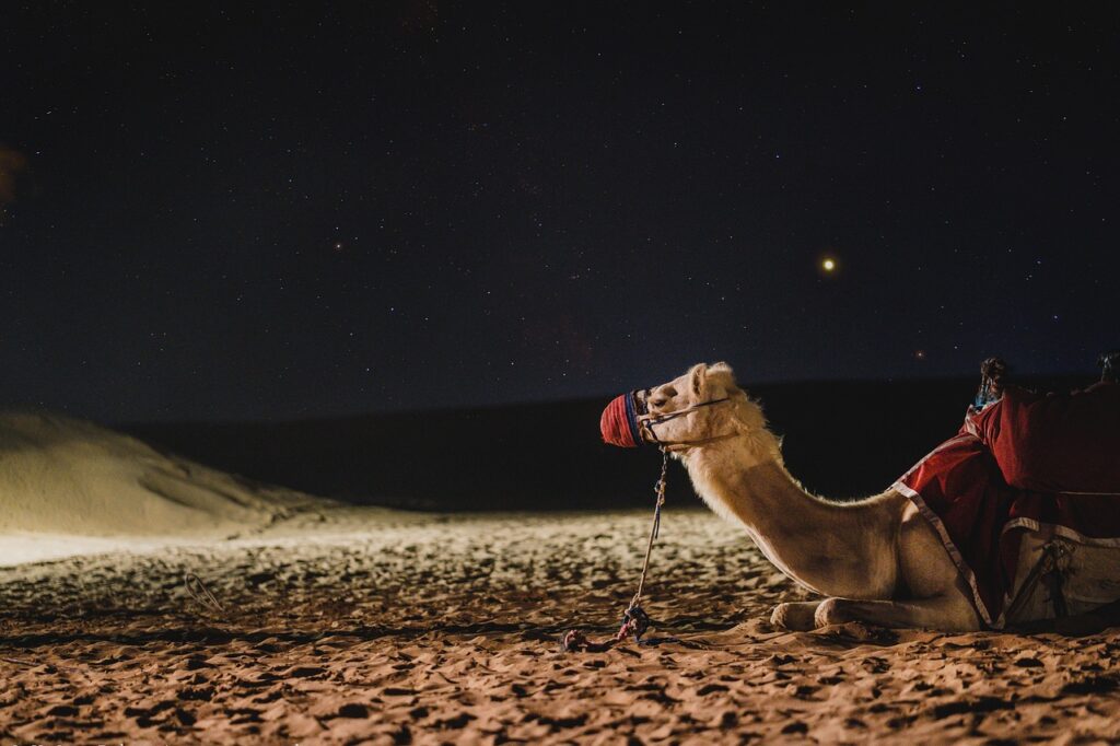camel, galaxy, dubai, darkness, milkyway, camel, camel, camel, dubai, dubai, dubai, dubai, dubai