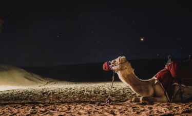 camel, galaxy, dubai, darkness, milkyway, camel, camel, camel, dubai, dubai, dubai, dubai, dubai
