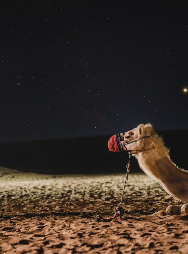 camel, galaxy, dubai, darkness, milkyway, camel, camel, camel, dubai, dubai, dubai, dubai, dubai