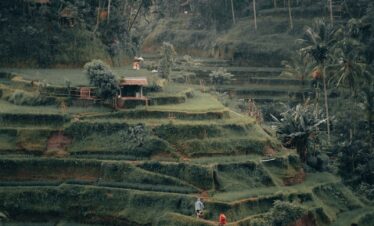 rice terraces