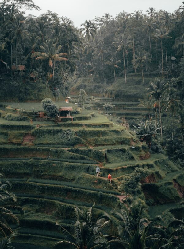 rice terraces