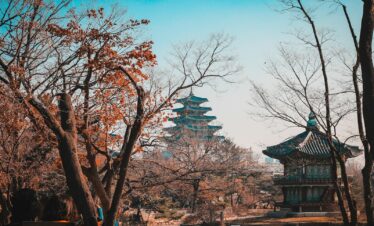 brown bare trees under blue sky during daytime