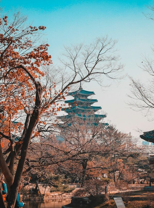brown bare trees under blue sky during daytime