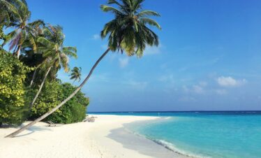 green palm tree on white sand beach during daytime