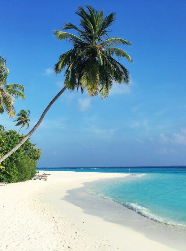 green palm tree on white sand beach during daytime