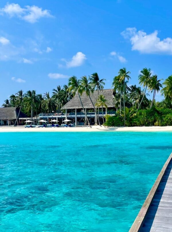 green palm trees near swimming pool during daytime