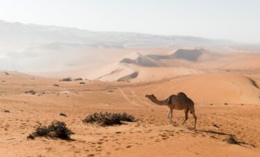 brown camel at the desert during daytime