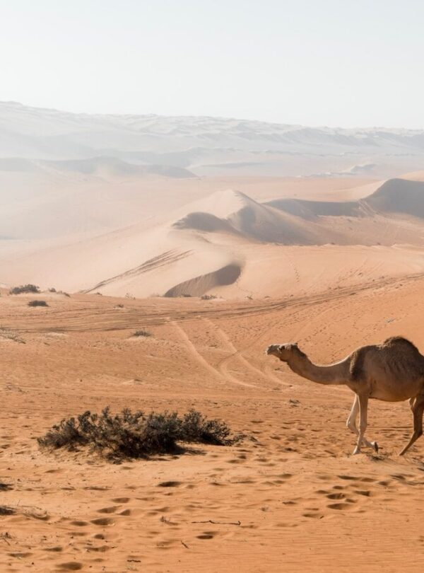 brown camel at the desert during daytime