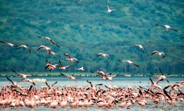 flock of birds flying over the sea during daytime