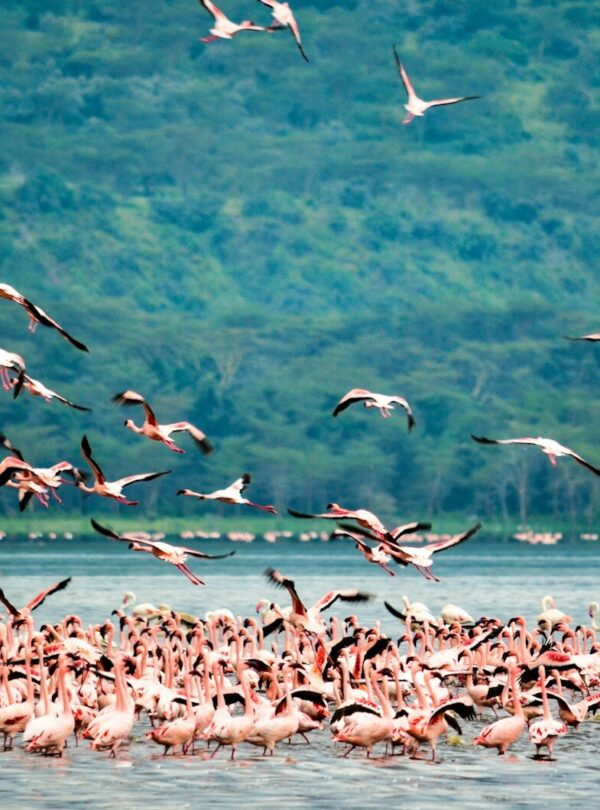 flock of birds flying over the sea during daytime