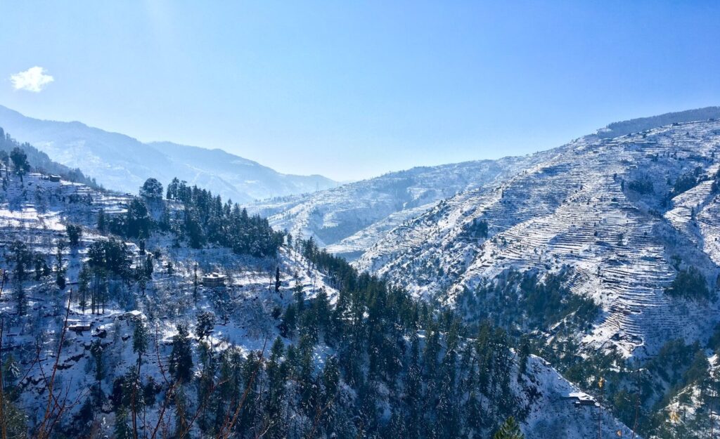 green pine trees on mountain under blue sky during daytime