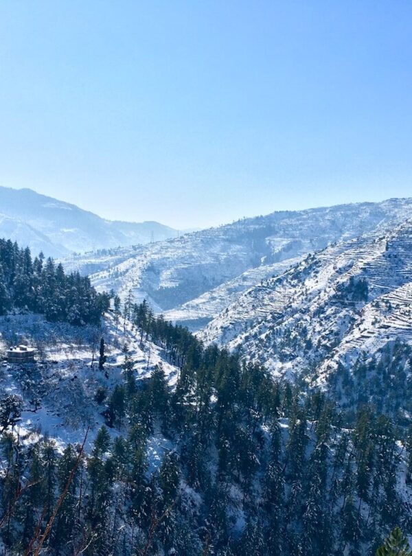 green pine trees on mountain under blue sky during daytime
