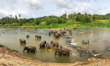 black elephants on body of water at daytime