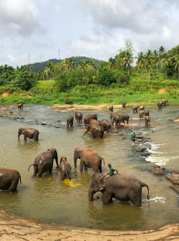 black elephants on body of water at daytime