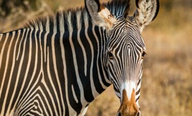 zebra standing on field