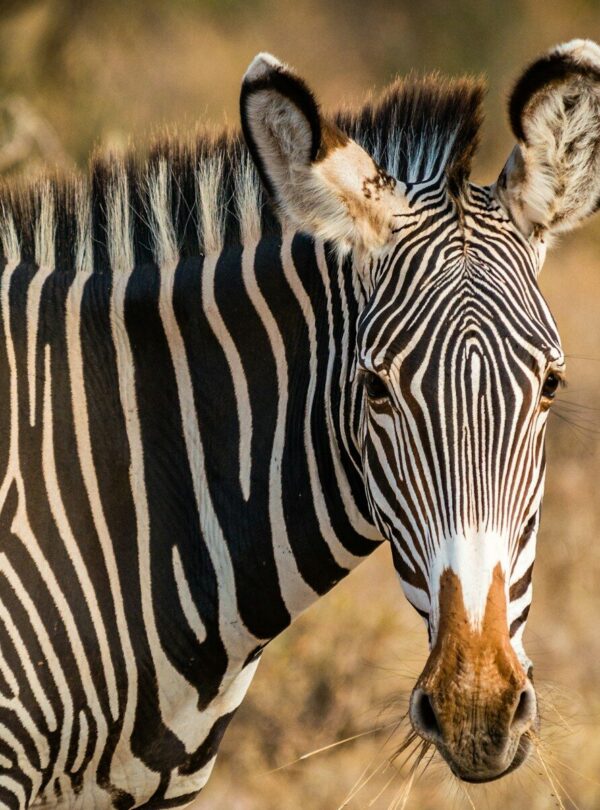 zebra standing on field