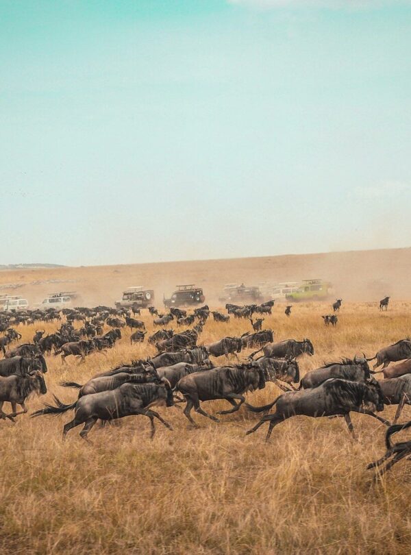 animal running on field