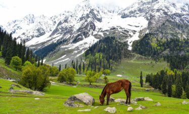 brown horse on green grass field near snow covered mountain during daytime