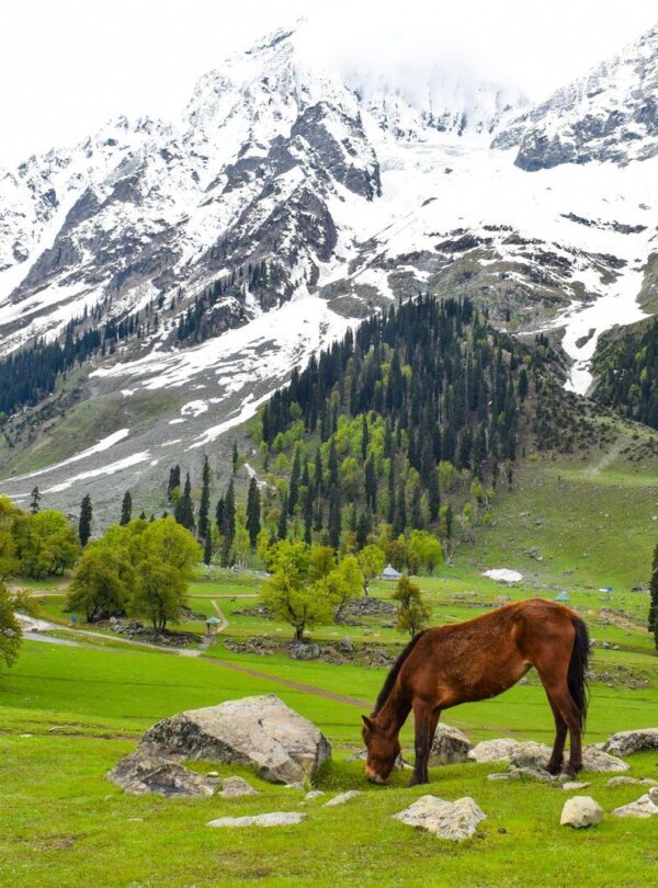 brown horse on green grass field near snow covered mountain during daytime