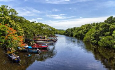 boats docked beside trees on river