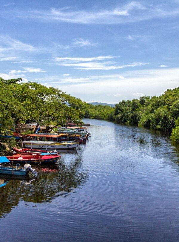 boats docked beside trees on river
