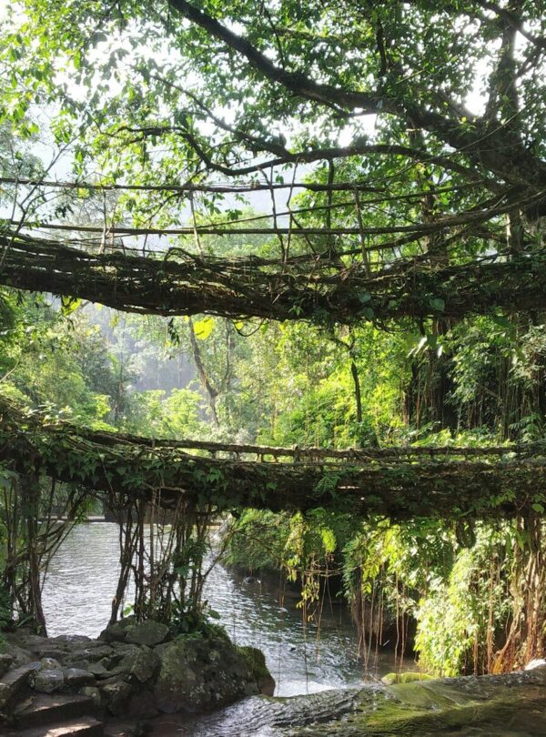 green trees beside river during daytime