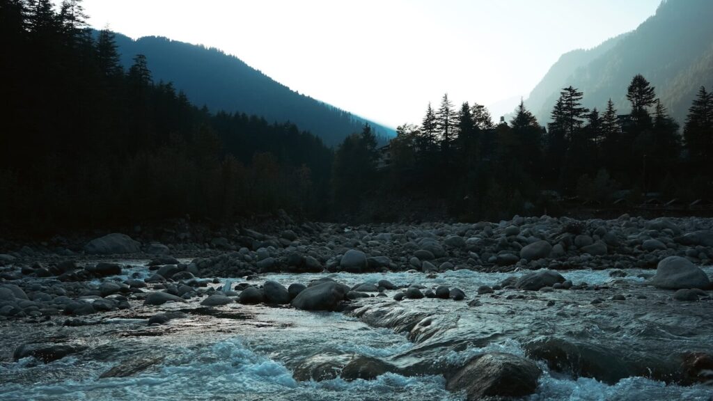A river running through a lush green forest