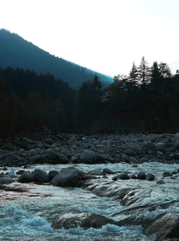 A river running through a lush green forest