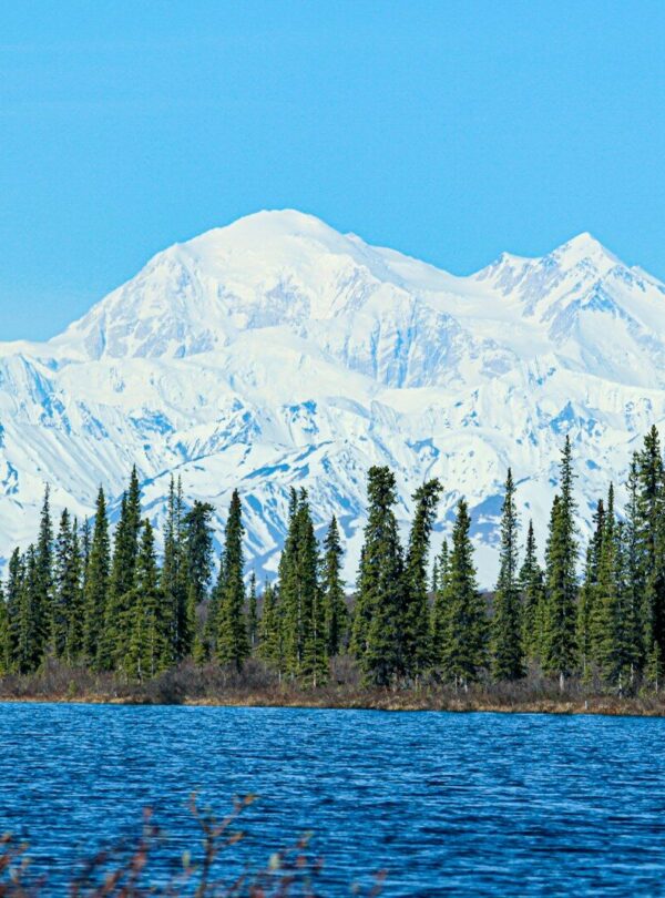 green pine trees near snow covered mountain during daytime