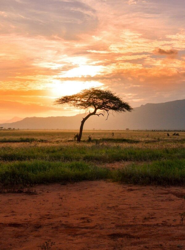 tree between green land during golden hour