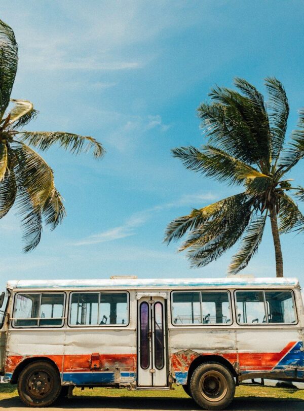 white and blue bus near palm tree under blue sky during daytime