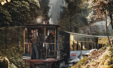 a train traveling through a forest filled with trees