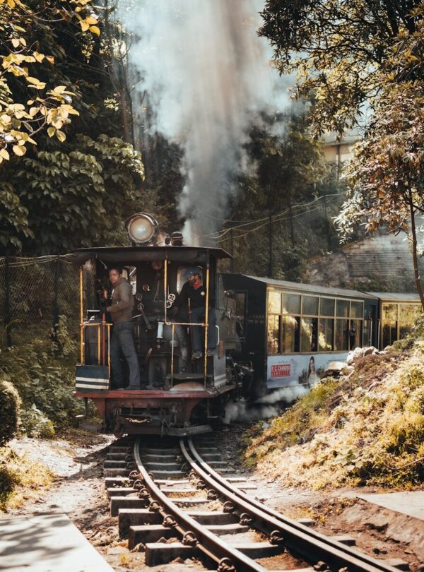 a train traveling through a forest filled with trees