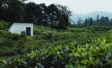 a small house in the middle of a lush green field