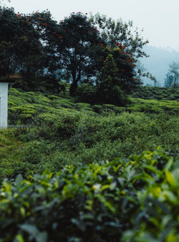 a small house in the middle of a lush green field