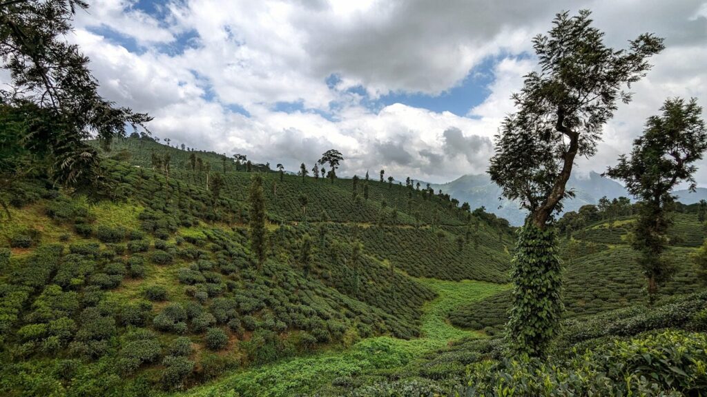 a lush green hillside covered in lots of trees