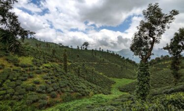 a lush green hillside covered in lots of trees