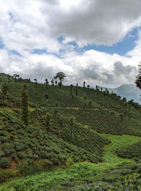 a lush green hillside covered in lots of trees