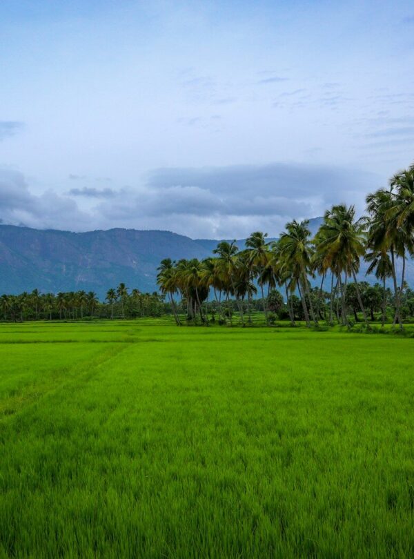 green grass field with trees under white clouds and blue sky during daytime