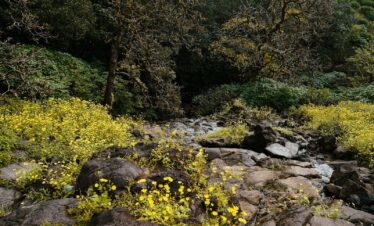 a stream with yellow flowers