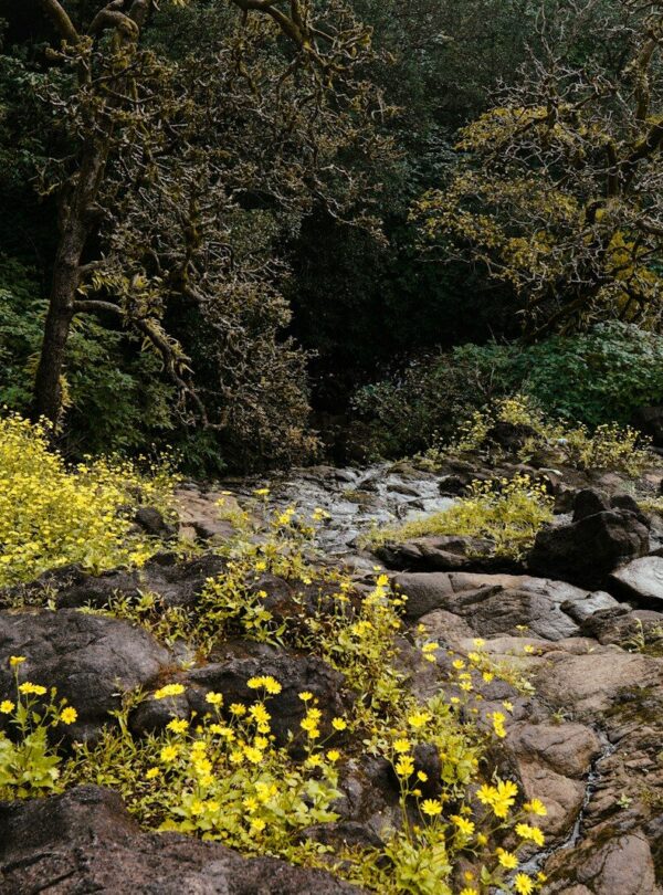 a stream with yellow flowers