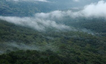 a forest of trees
