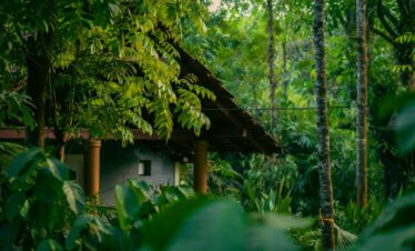 a house in the middle of a jungle