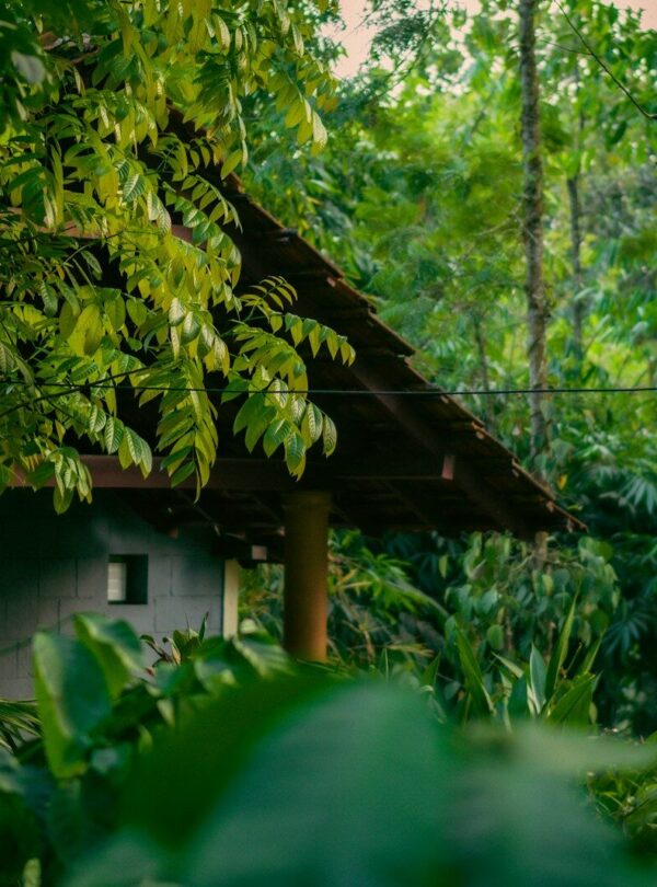 a house in the middle of a jungle